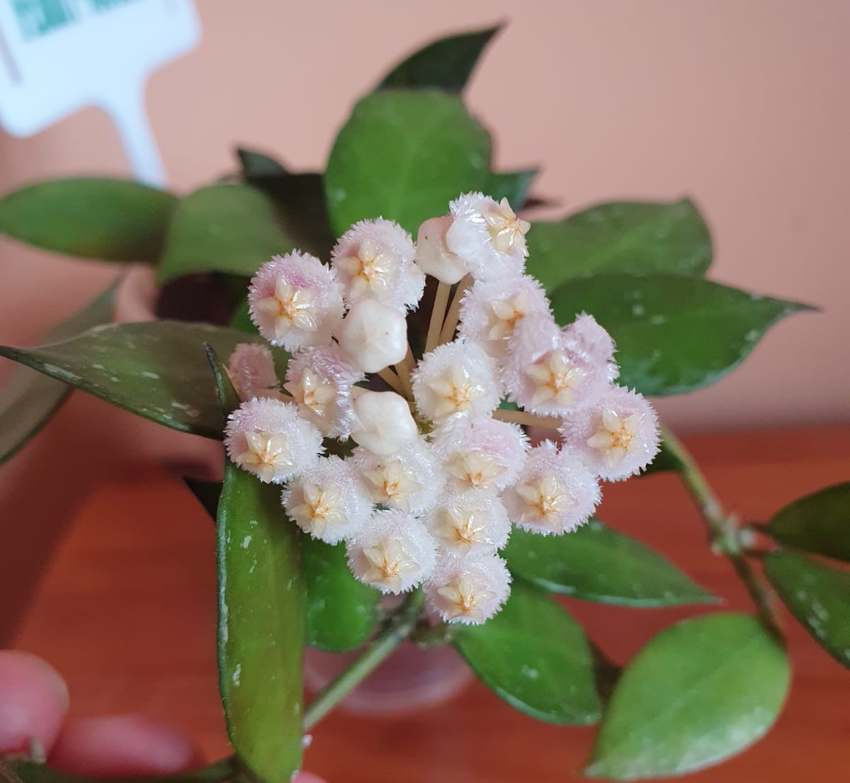 My experience growing different varieties of hoya Lacunosa